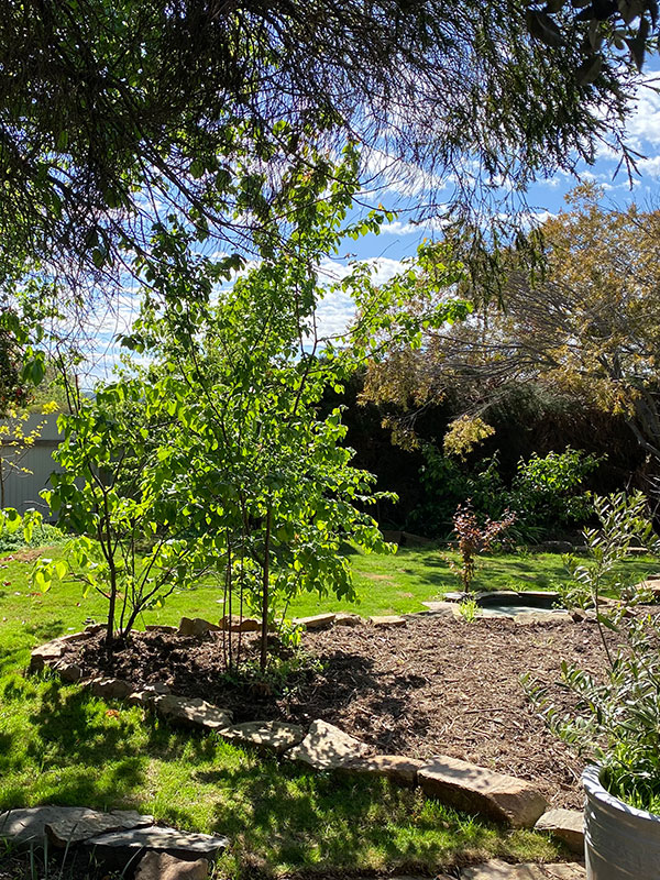 Wild Roots mulching